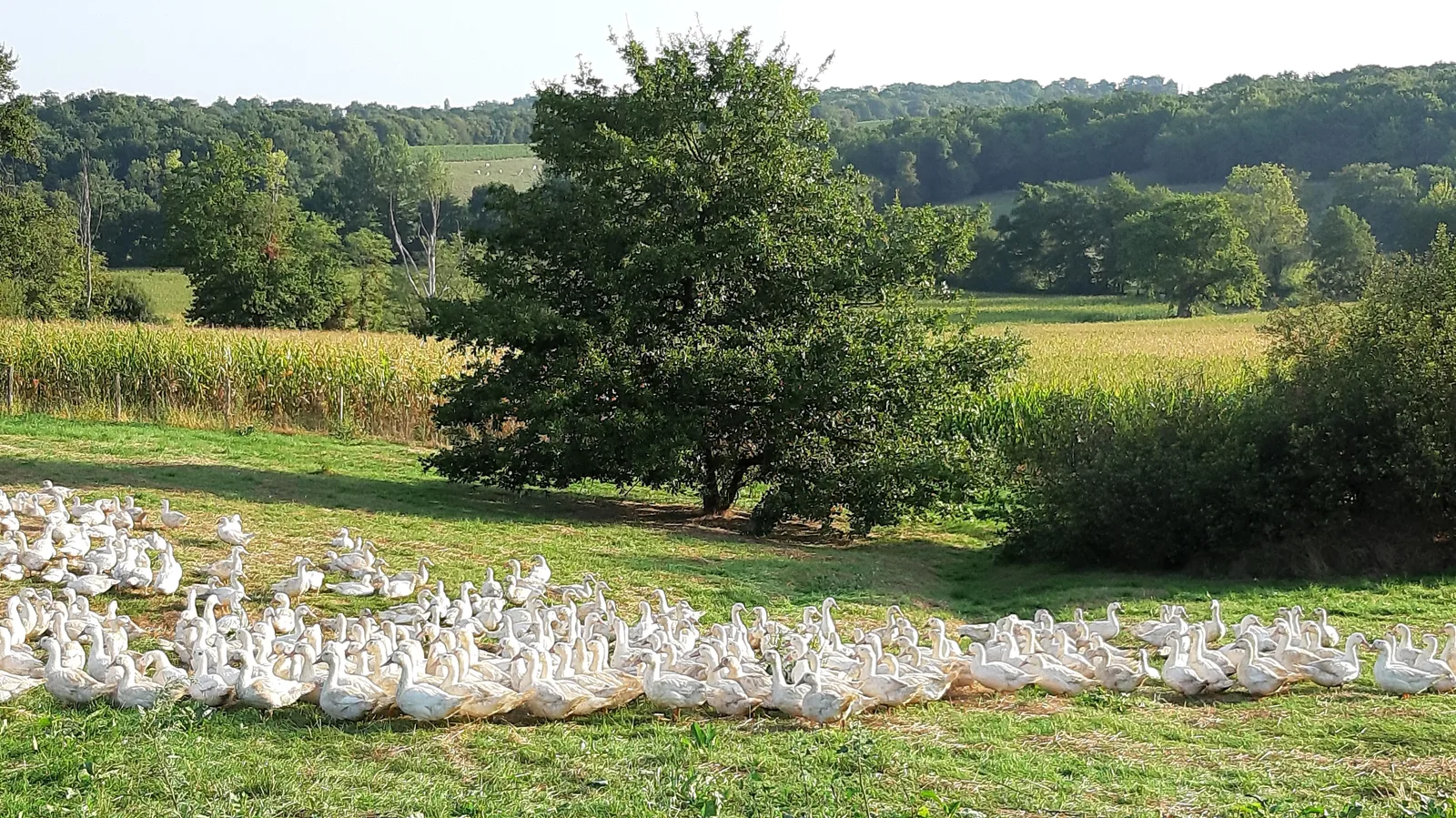 Visite à la Ferme Famille Sempé
